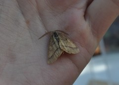 Metarranthis obfirmaria