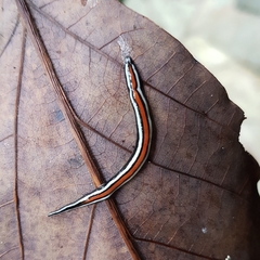 Geoplana ibiuna