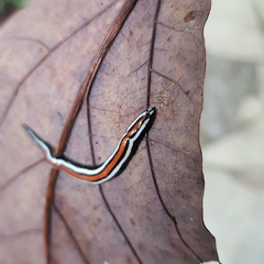 Geoplana ibiuna
