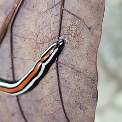 Geoplana ibiuna