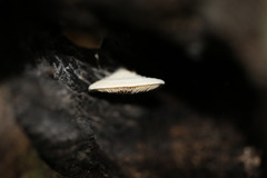 Conchomyces bursiformis