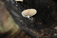 Conchomyces bursiformis