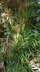 Diphasiastrum thyoides