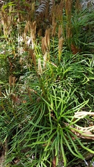 Diphasiastrum thyoides