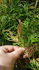 Diphasiastrum thyoides