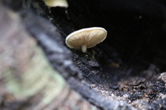 Conchomyces bursiformis