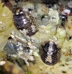 Gnorimosphaeroma oregonense