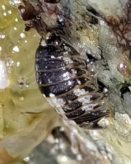 Gnorimosphaeroma oregonense