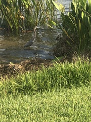 Egretta tricolor image
