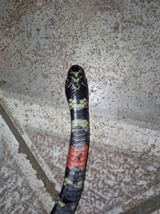 Micrurus altirostris