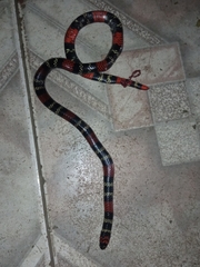 Micrurus altirostris