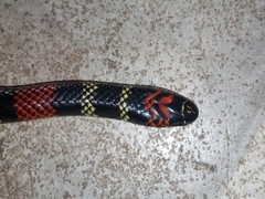 Micrurus altirostris