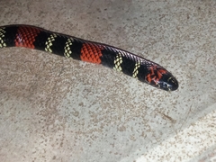 Micrurus altirostris