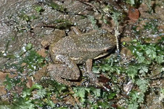 Mannophryne trinitatis