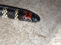 Micrurus altirostris