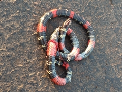 Micrurus altirostris