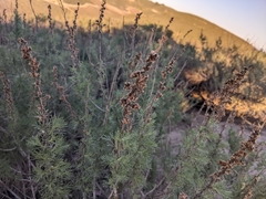 Artemisia californica
