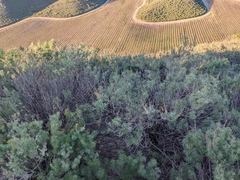 Artemisia californica