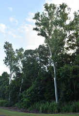 Eucalyptus platyphylla