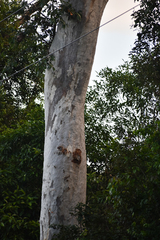 Eucalyptus platyphylla