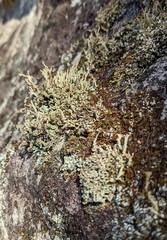 Cladonia cenotea