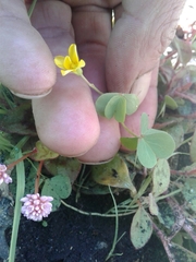 Oxalis corniculata corniculata
