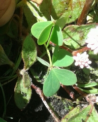 Oxalis corniculata corniculata