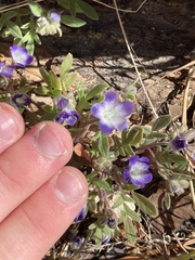 Phacelia davidsonii