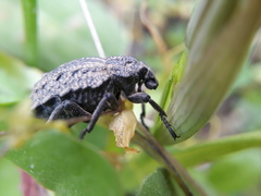 Brachycerus barbarus