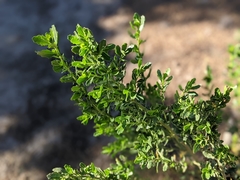 Baccharis pilularis