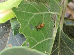 Lema daturaphila