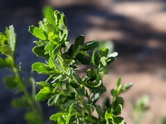 Baccharis pilularis