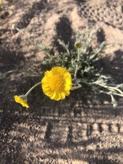 Baileya pleniradiata