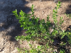 Baccharis pilularis