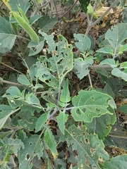 Lema daturaphila