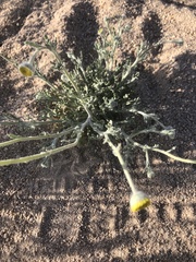 Baileya pleniradiata