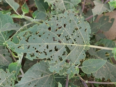 Lema daturaphila