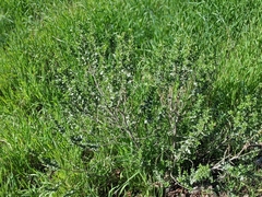Baccharis pilularis