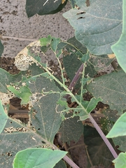 Lema daturaphila