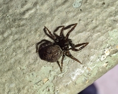 Coryphasia nigriventris