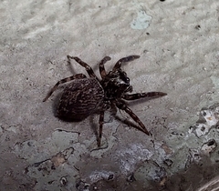 Coryphasia nigriventris