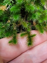 Breutelia pendula