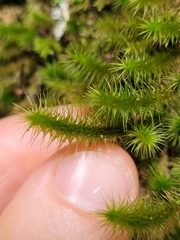 Breutelia pendula