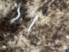 Scolopendrellidae