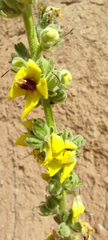 Verbascum rotundifolium