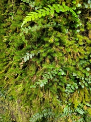 Breutelia pendula