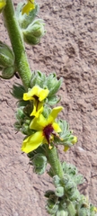 Verbascum rotundifolium