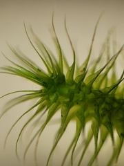 Breutelia pendula