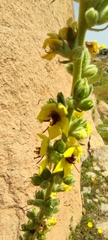 Verbascum rotundifolium