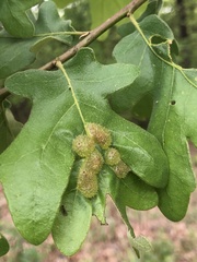 Neuroterus quercusirregularis